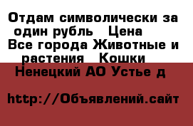 Отдам символически за один рубль › Цена ­ 1 - Все города Животные и растения » Кошки   . Ненецкий АО,Устье д.